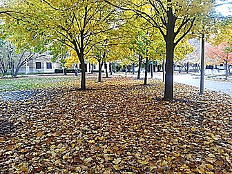 Malformed University Name  Uncategorized Surveys