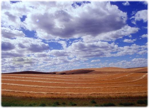 Washington State University