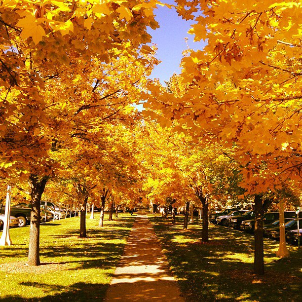 Colorado State University - Fort Collins