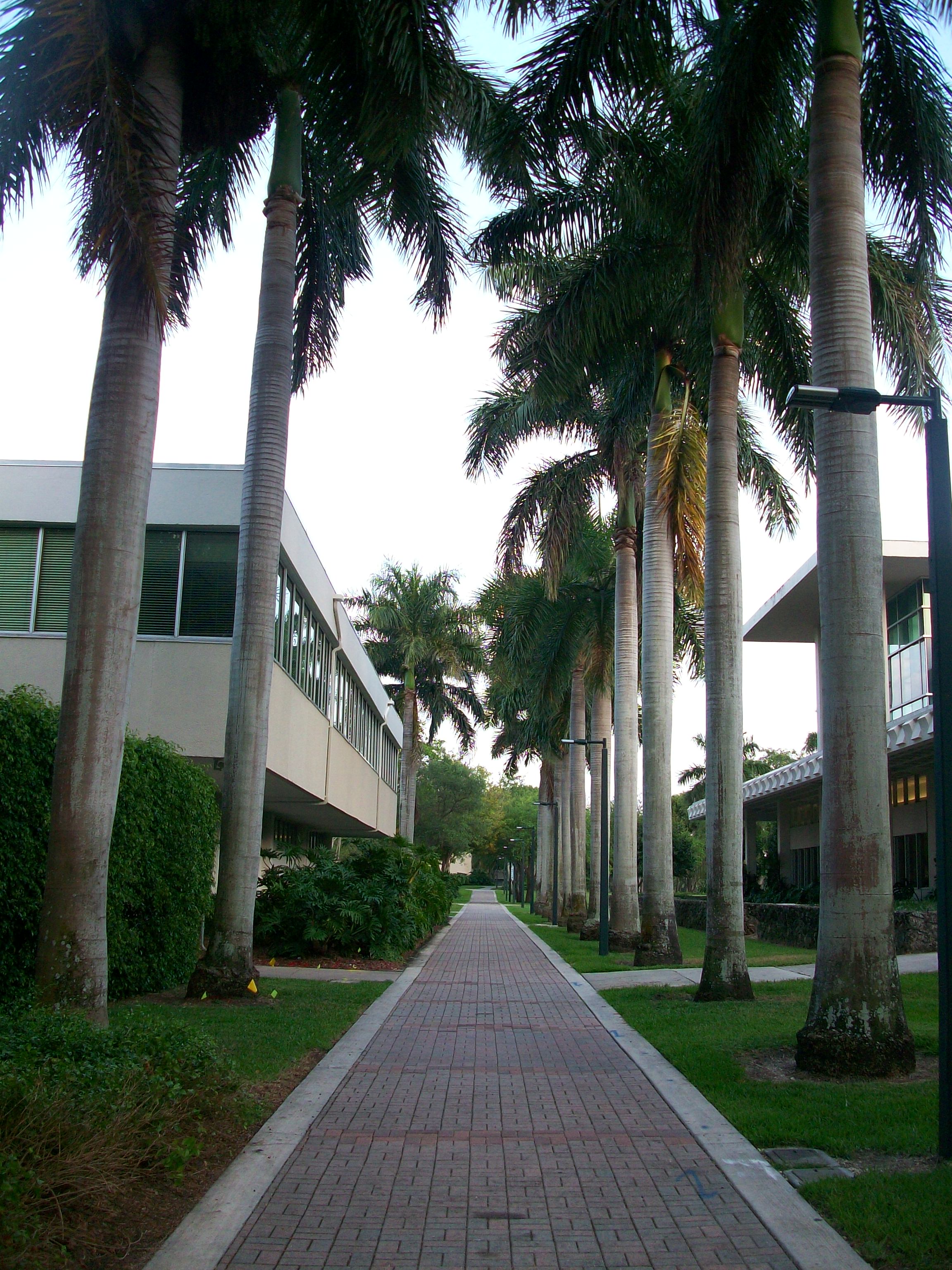 The University of Miami