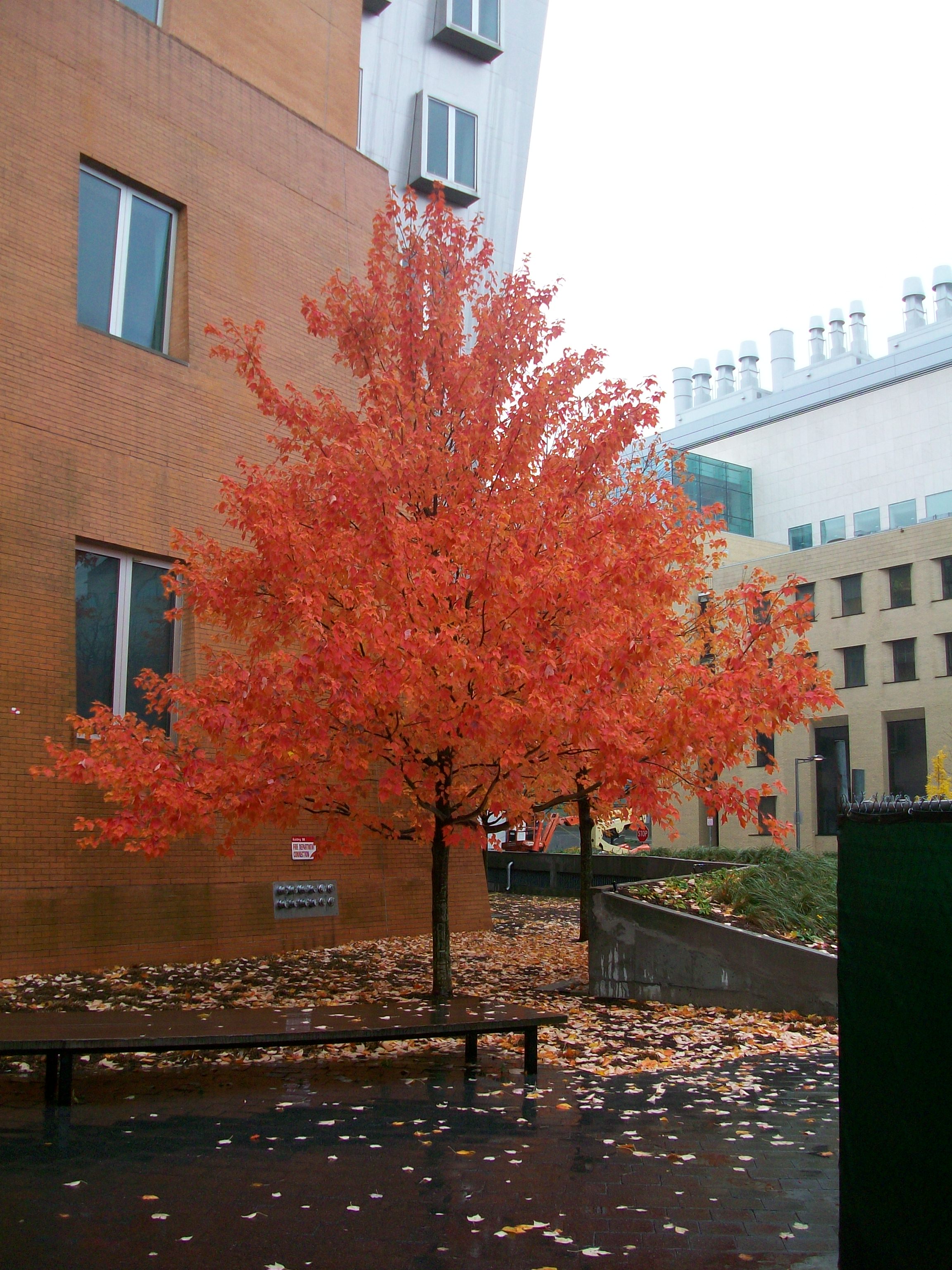 The Massachusetts Institute of Technology