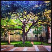 The University of Houston