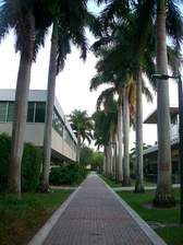 The University of Miami