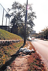 The University of Michigan - Ann Arbor